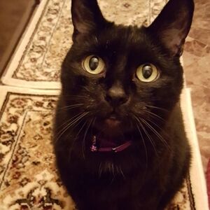 Meet your Posher, CC